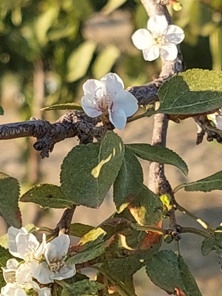 Foto - Bu ağaç herkesi şaşkına uğrattı