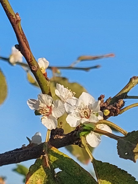 Foto - Bu ağaç herkesi şaşkına uğrattı
