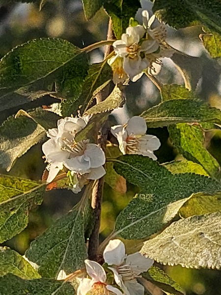 Foto - Bu ağaç herkesi şaşkına uğrattı