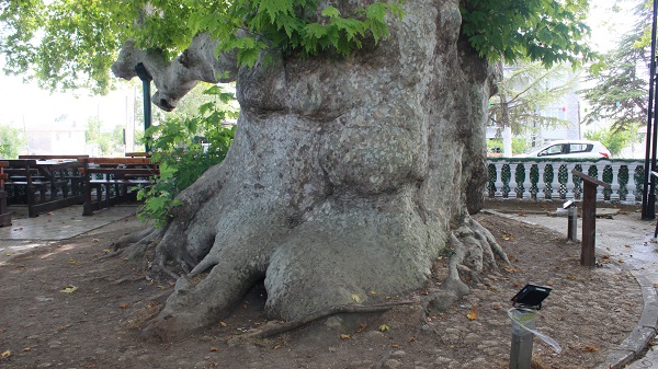 Foto - Bu ağaç iki imparatorluk gördü