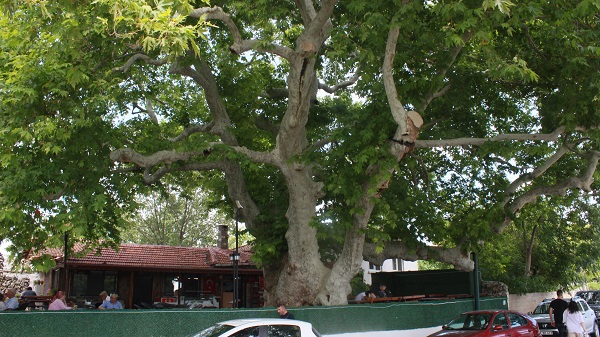 Foto - Bu ağaç iki imparatorluk gördü