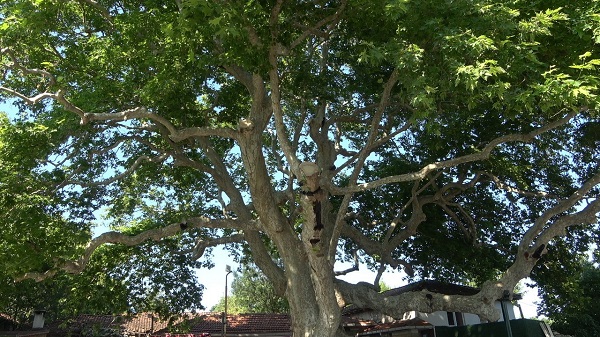 Foto - Bu ağaç iki imparatorluk gördü