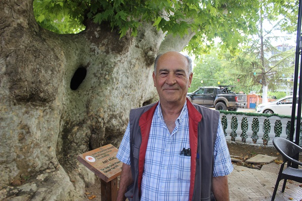 Foto - Bu ağaç iki imparatorluk gördü