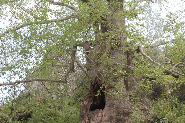 Foto - Bu ağaç tam 2 bin 700 yıllık