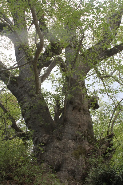 Foto - Bu ağaç tam 2 bin 700 yıllık