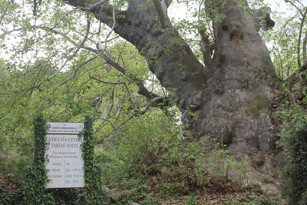 Foto - Bu ağaç tam 2 bin 700 yıllık