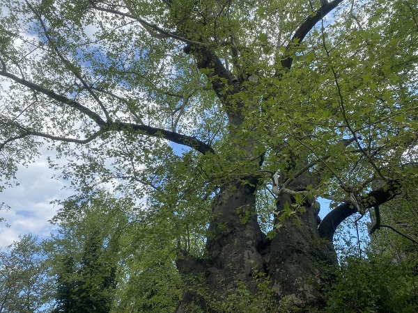 Foto - Bu ağaç tam 2 bin 700 yıllık
