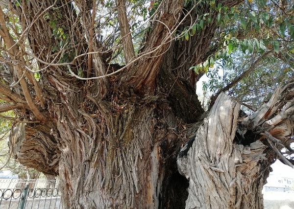 Foto - Bu ağaç tam 250 yıllık