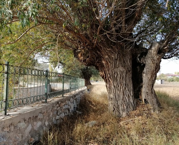 Bu ağaç tam 250 yıllık