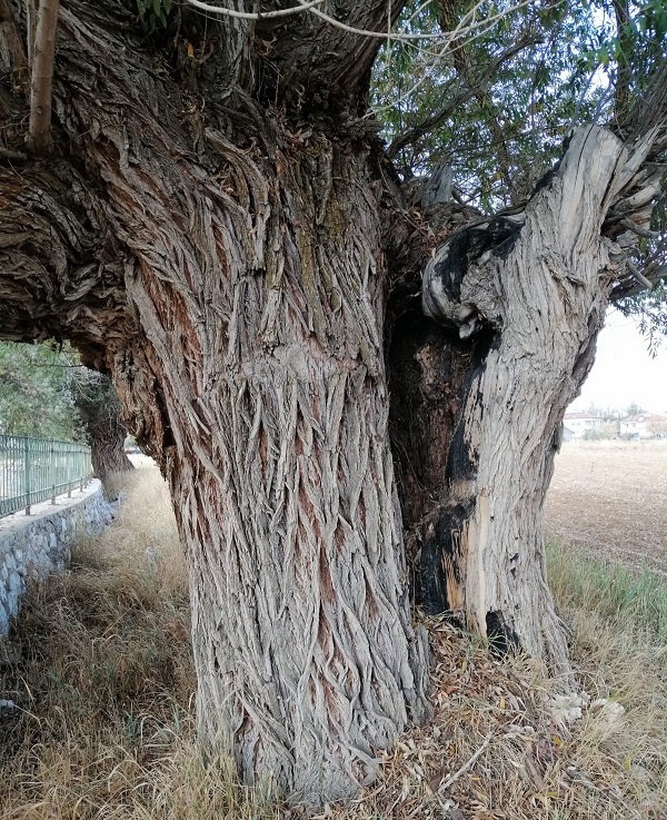 Foto - Bu ağaç tam 250 yıllık