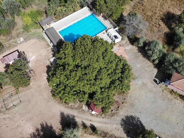 Foto - Bu ağaç tam 300 yıldır meyve veriyor