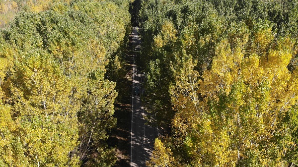 Foto - Bu ağaç tüneli güzelliğiyle mest ediyor