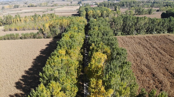 Foto - Bu ağaç tüneli güzelliğiyle mest ediyor