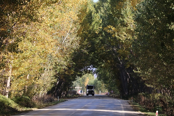 Foto - Bu ağaç tüneli güzelliğiyle mest ediyor