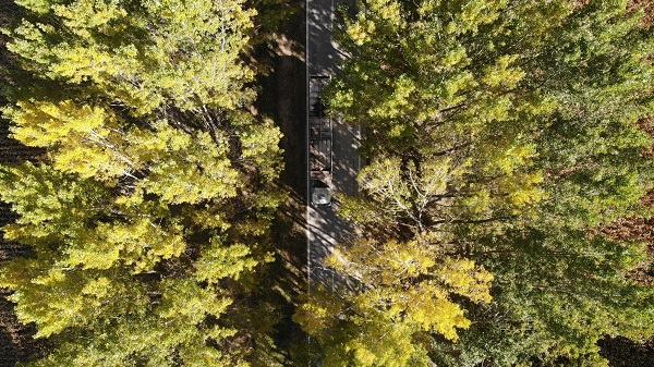 Foto - Bu ağaç tüneli güzelliğiyle mest ediyor