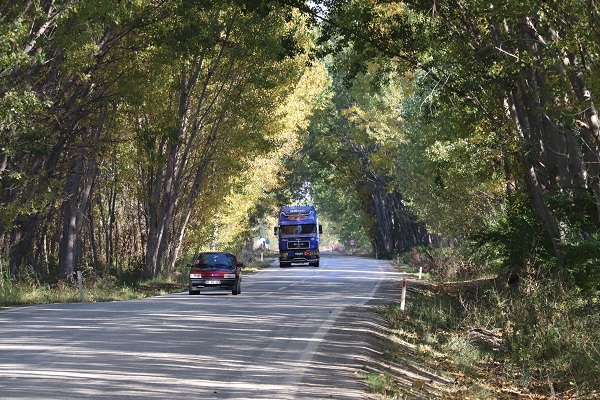 Foto - Bu ağaç tüneli güzelliğiyle mest ediyor