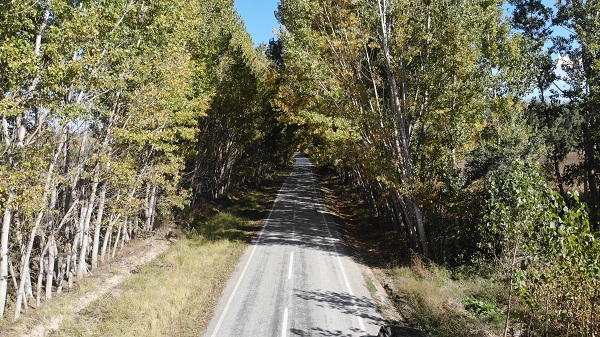 Foto - Bu ağaç tüneli güzelliğiyle mest ediyor