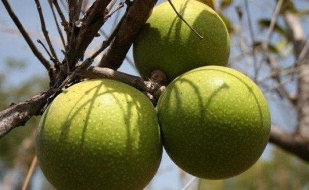 Foto - Bu ağaca dokunan sakat kalıyor!