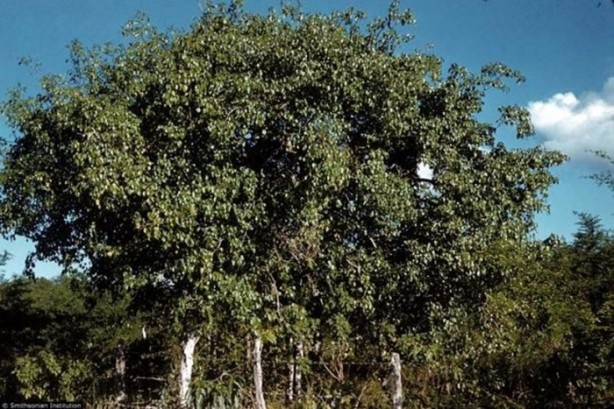 Foto - Bu ağaca dokunan sakat kalıyor!