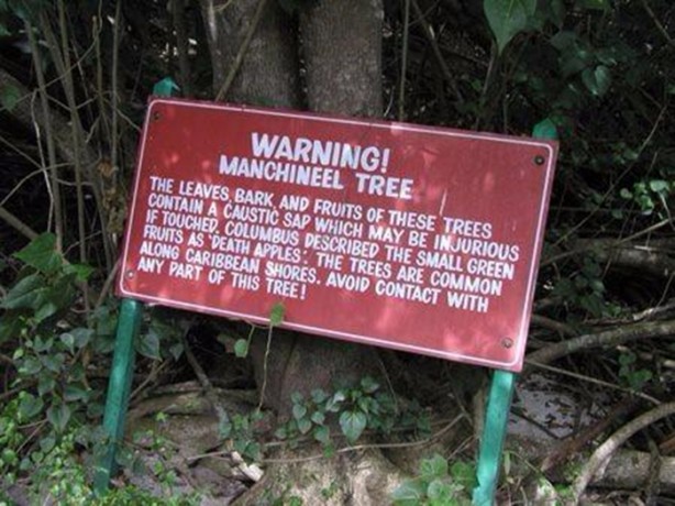 Foto - Bu ağaca dokunan sakat kalıyor!