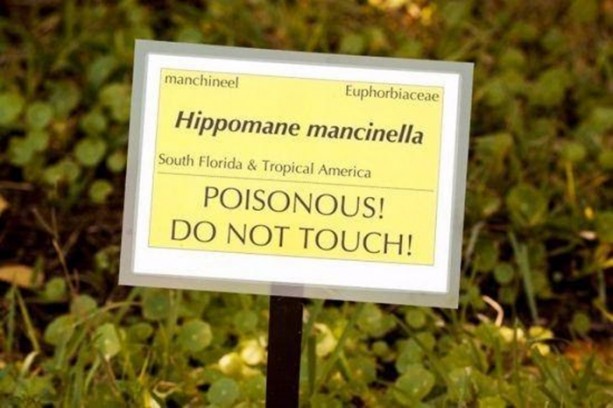 Foto - Bu ağaca dokunan sakat kalıyor!