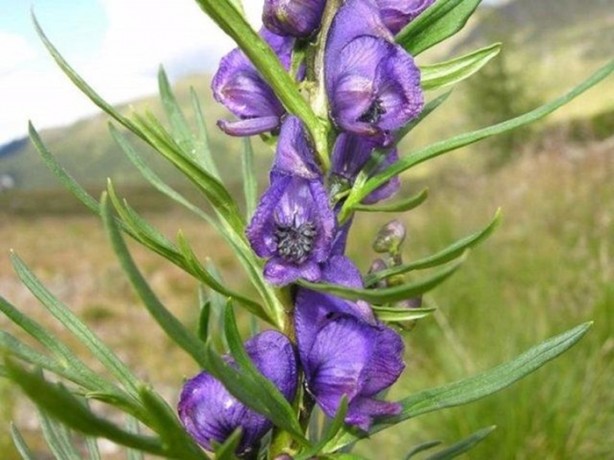 Foto - Bu ağaca dokunan sakat kalıyor!