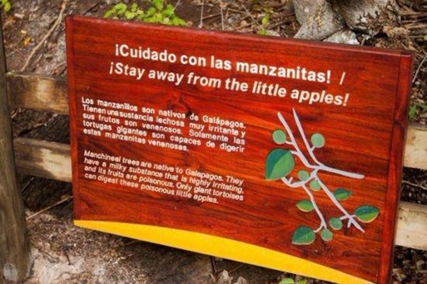 Foto - Bu ağaca dokunan sakat kalıyor!