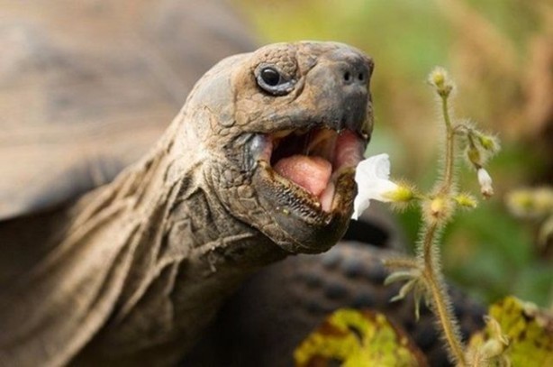 Foto - Bu ağaca dokunan sakat kalıyor!