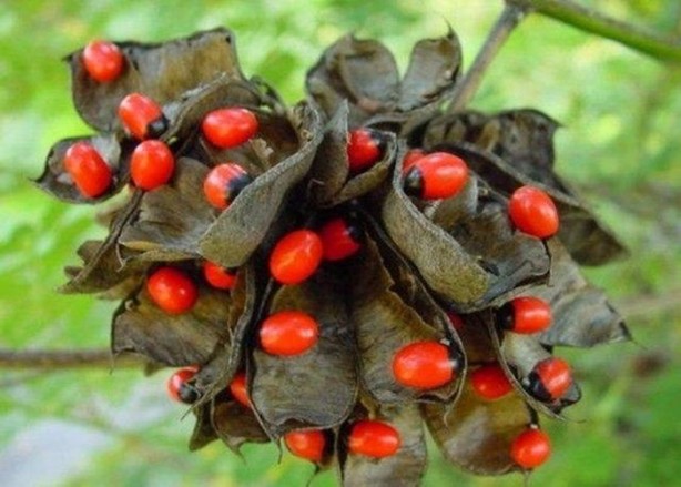 Foto - Bu ağaca dokunan sakat kalıyor!