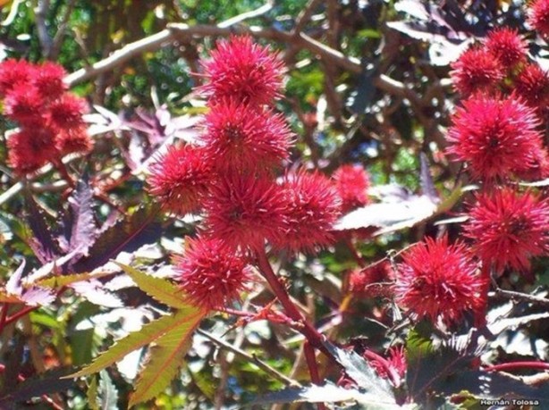Foto - Bu ağaca dokunan sakat kalıyor!