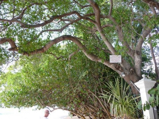 Foto - Bu ağaca sakın yaklaşmayın!