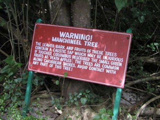 Bu ağaca sakın yaklaşmayın!