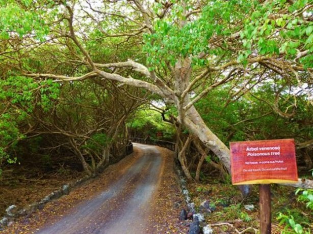 Foto - Bu ağaca sakın yaklaşmayın!