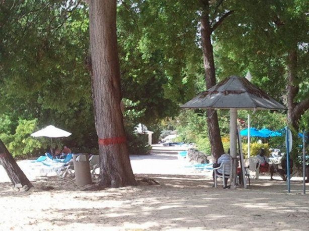 Foto - Bu ağaca sakın yaklaşmayın!