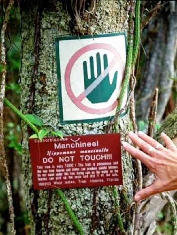 Foto - Bu ağaca sakın yaklaşmayın!