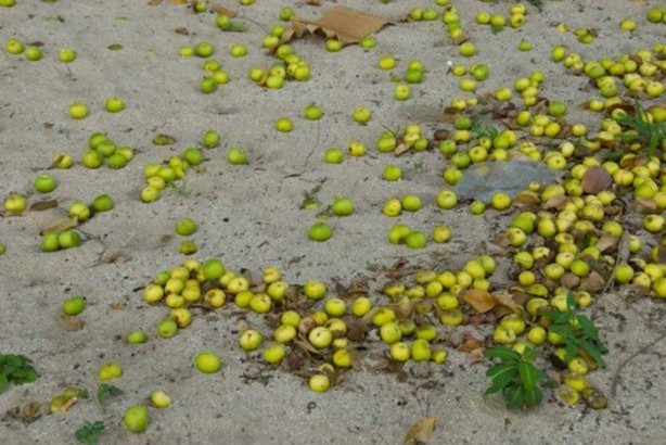 Foto - Bu ağaca sakın yaklaşmayın!