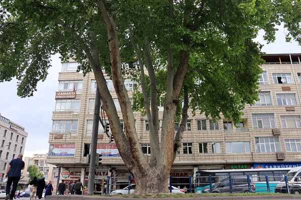 Foto - Bu ağacın yaşını duyduğunuzda çok şaşıracaksınız! 