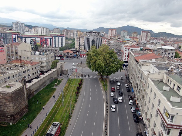 Bu ağacın yaşını duyduğunuzda çok şaşıracaksınız! 