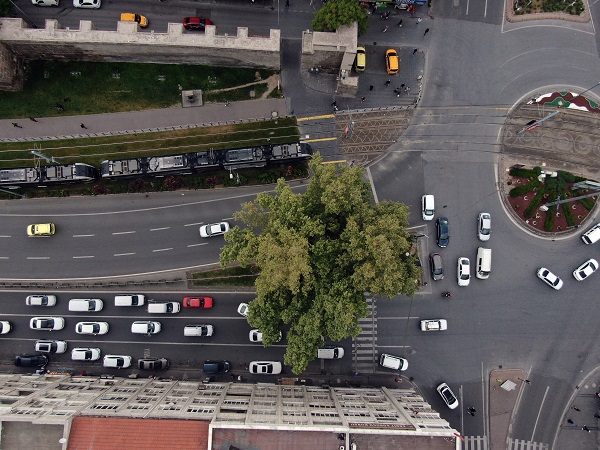 Foto - Bu ağacın yaşını duyduğunuzda çok şaşıracaksınız! 