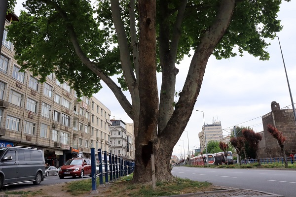 Foto - Bu ağacın yaşını duyduğunuzda çok şaşıracaksınız! 