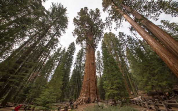 Foto - Bu ağaçlar Guinness Rekorlar Kitabı‘nda!