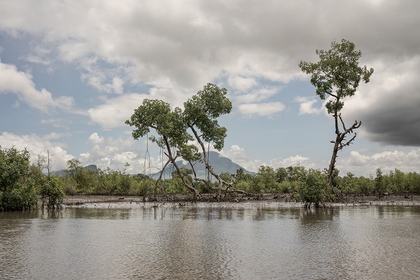 Foto - Bu ağaçlar iklim değişikliğine karşı mücadele ediyor