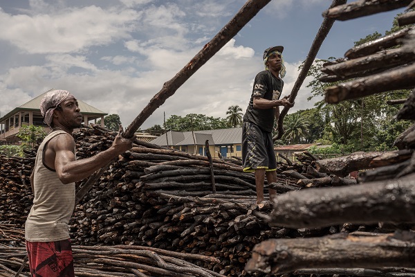 Foto - Bu ağaçlar iklim değişikliğine karşı mücadele ediyor