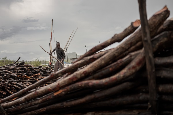 Foto - Bu ağaçlar iklim değişikliğine karşı mücadele ediyor