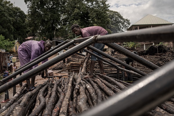 Foto - Bu ağaçlar iklim değişikliğine karşı mücadele ediyor