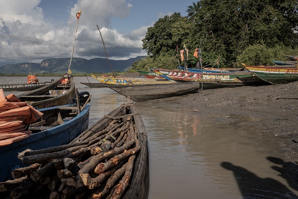 Foto - Bu ağaçlar iklim değişikliğine karşı mücadele ediyor