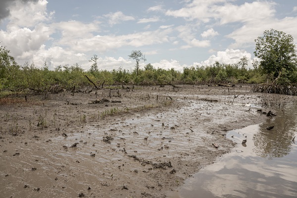 Foto - Bu ağaçlar iklim değişikliğine karşı mücadele ediyor