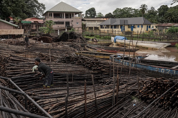 Foto - Bu ağaçlar iklim değişikliğine karşı mücadele ediyor