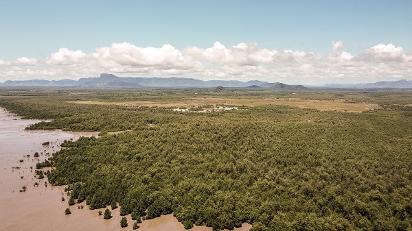 Foto - Bu ağaçlar iklim değişikliğine karşı mücadele ediyor