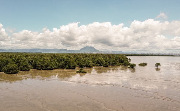 Foto - Bu ağaçlar iklim değişikliğine karşı mücadele ediyor
